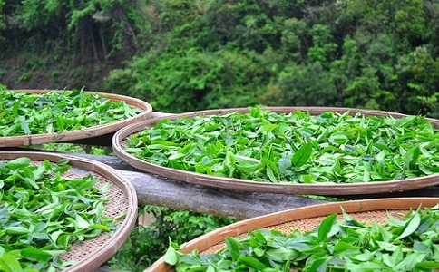 茶葉大香蕉操逼视频料的施用