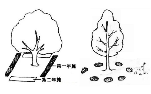 溝狀、穴狀施肥方法